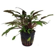 Cryptocoryne petchii