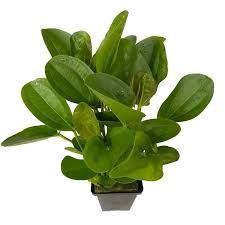 Echinodorus harbich &#39;Sword&#39;