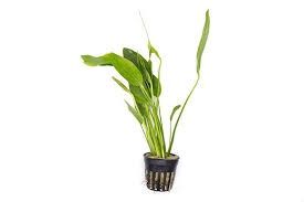 Echinodorus grandiflorus &#39;Sword&#39;