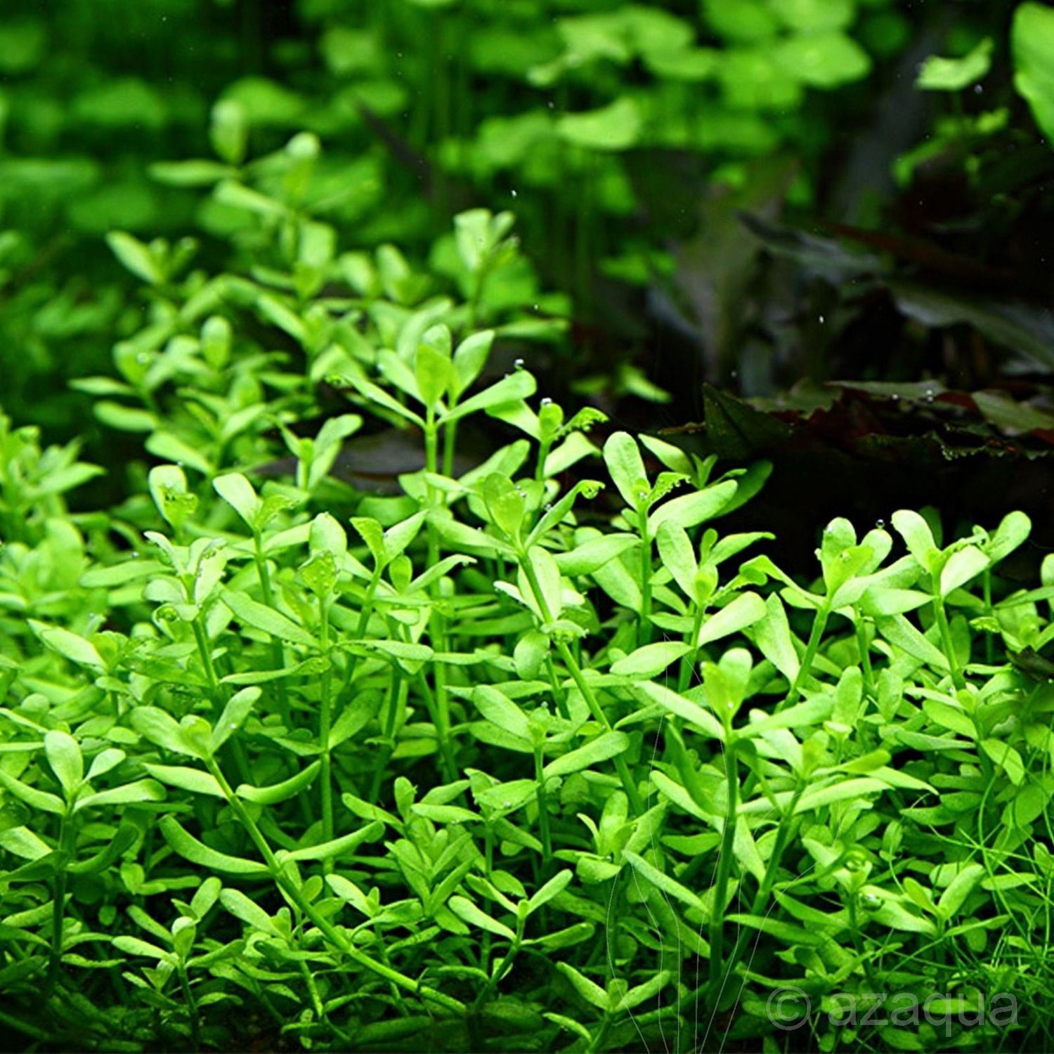 Bacopa monnieri &#39;Moneywort&#39;