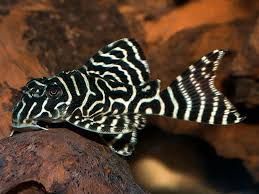 L333 King Tiger Hypancistrus sp.