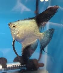 Bulgarian Green Seal Point Angelfish (Small)