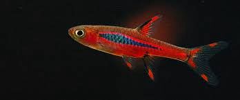 Chili Rasbora (Boraras brigittae)