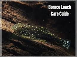 Borneo Sucker Myersi Ocellatus (Sucker Belly Loach)