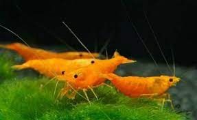Orange Sakura Shrimp