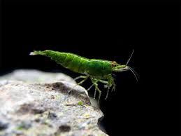 Green Jade Shrimp (Neocaridina davidi var.)