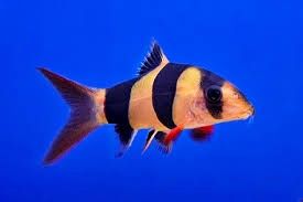 Clown Loach (4-6cm)
