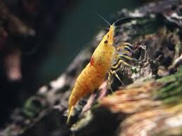 Calico Sunkist Shrimp (Neocaridina davidi var.)