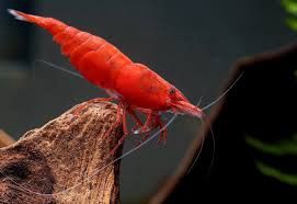 Fire red Shrimp (Neocaridina davidi var.)