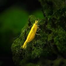 24K Yellow Backline Shrimp (Neocaridina davidi var.)