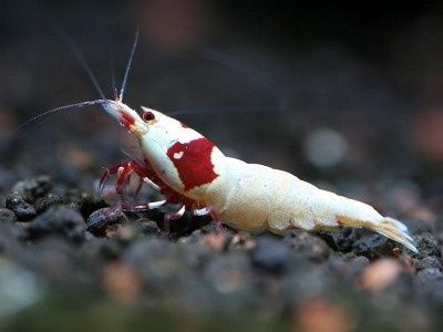 Crystal Red SSS Masura  Shrimp (Caridina logemanni)
