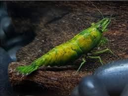 Hulk Orange Shrimp (Neocaridina davidi var.)