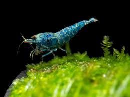 Blue Bolt shrimp Mixed Grade (Caridina serrata var.)