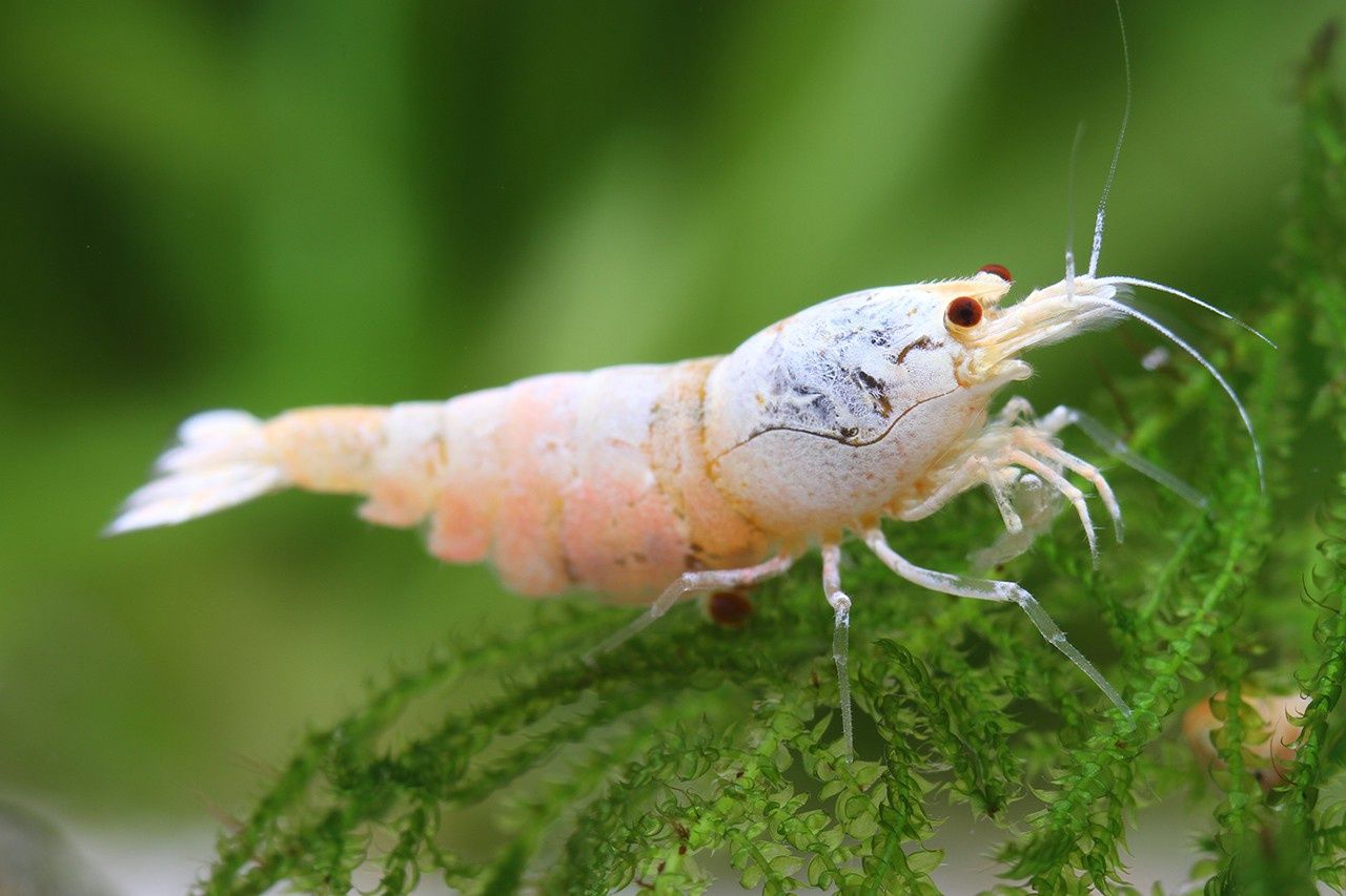 Golden CRS / Snow White Shrimp Mixed grade (Caridina cf. cantonensis)
