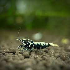 Germany black pinto &#39;White back&#39; Shrimp (Caridina serrata)