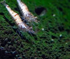 Snow Zebra Shrimp (Caridina caerulea)