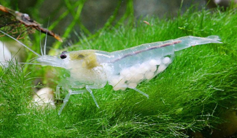 Snowball Shrimp (Neocaridina davidi var.)
