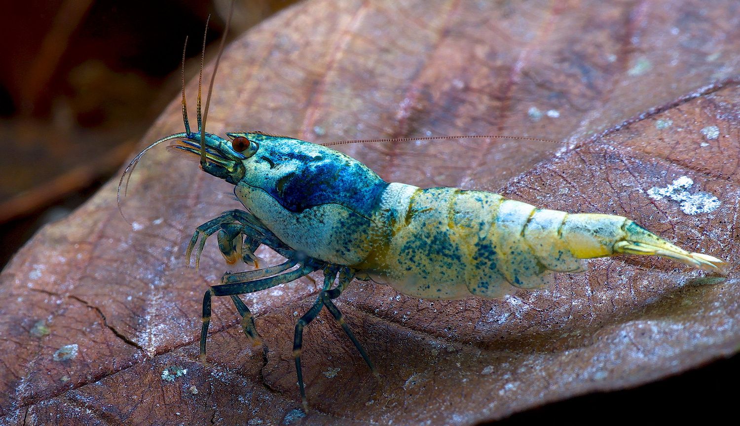 Blue Bolt shrimp Mixed Grade (Caridina serrata var.)