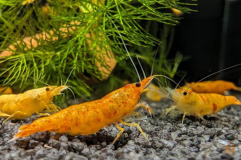 Calico Sunkist Shrimp (Neocaridina davidi var.)