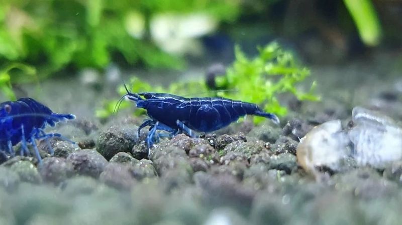 Fantasy blue velvet shrimp (Neocaridina davidi var.)