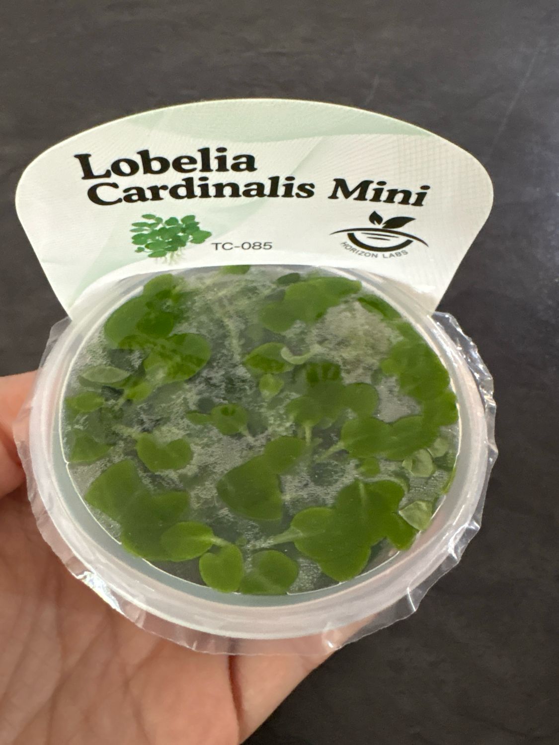 TC Lobelia cardinalis 'Mini'