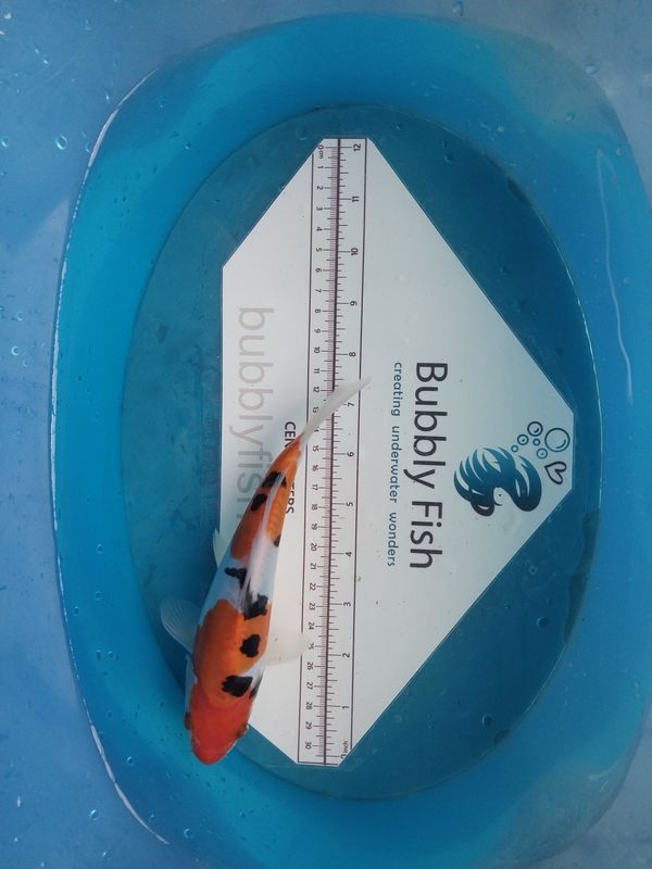 Ikrashi Ozumi Nisai koi Mix (25-35cm)
