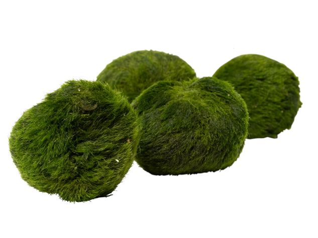 Aegagropila linnaei moss ball (Large)