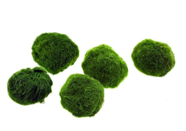 Aegagropila linnaei moss ball (Small)