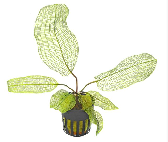 Aponogeton madagascariensis var. henkelianus