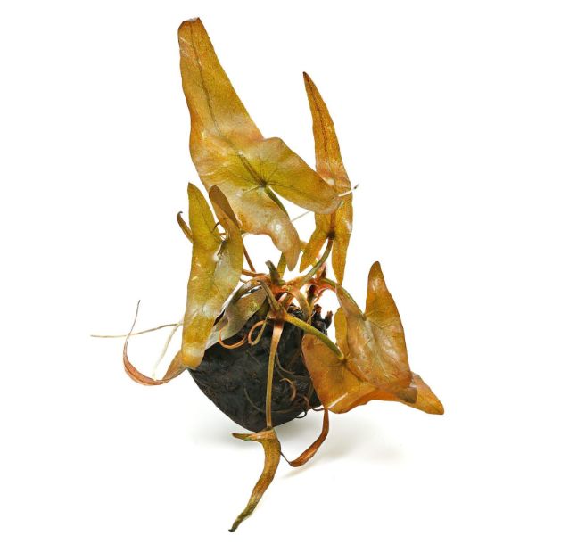 Nymphaea rubra (Bulb only)