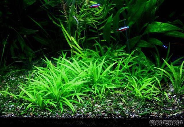 Helanthium bolivianum (Latifolius/Xingu)