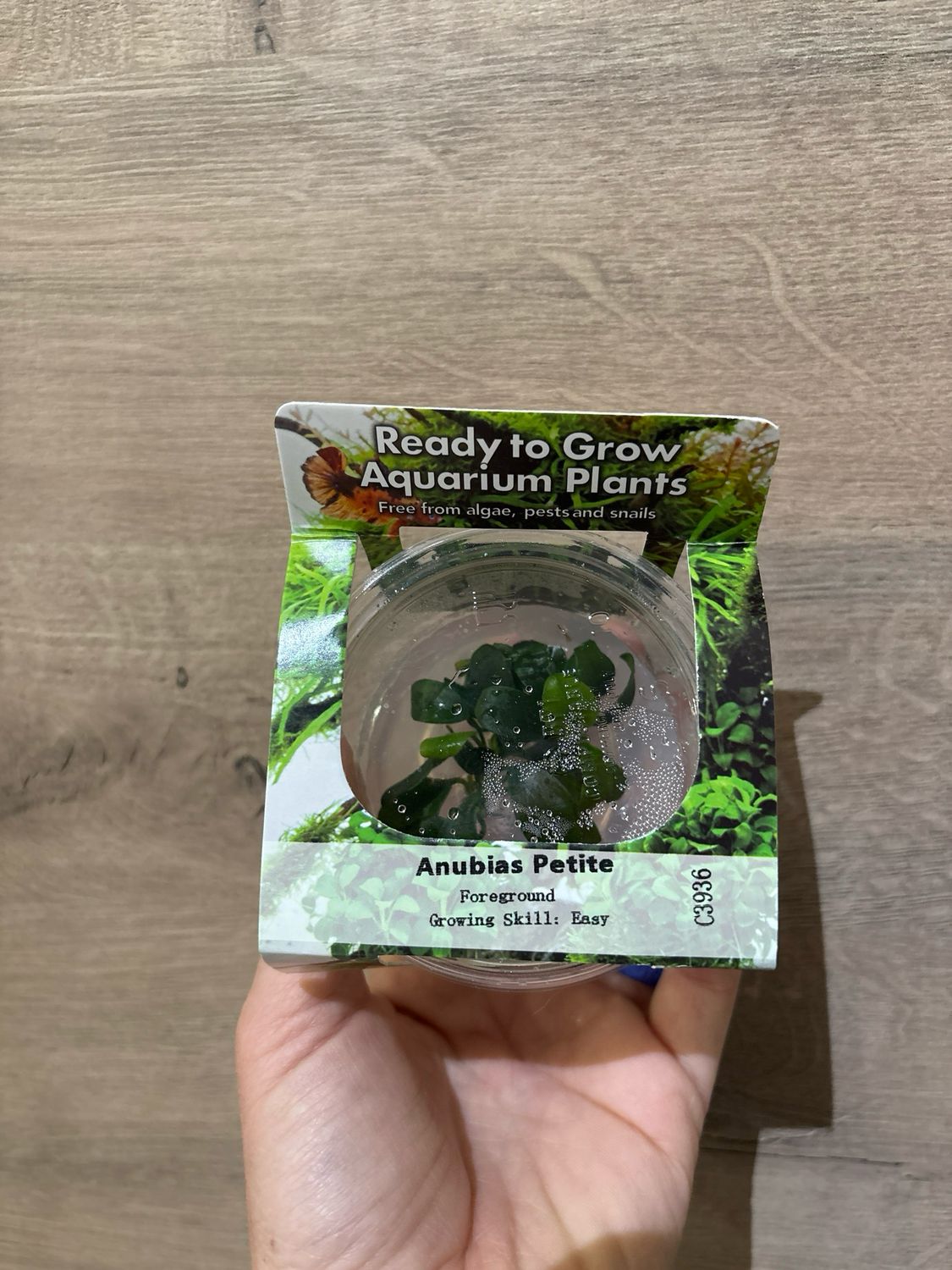 Anubias barteri ‘Petite’ (Tissue Culture)