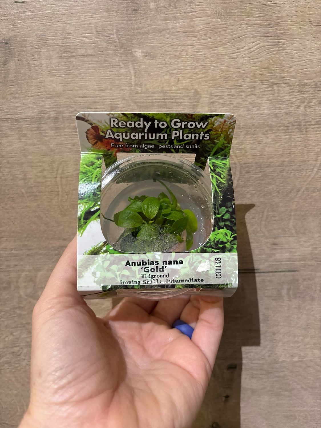 Anubias nana &#39;Gold&#39; (Tissue Culture)