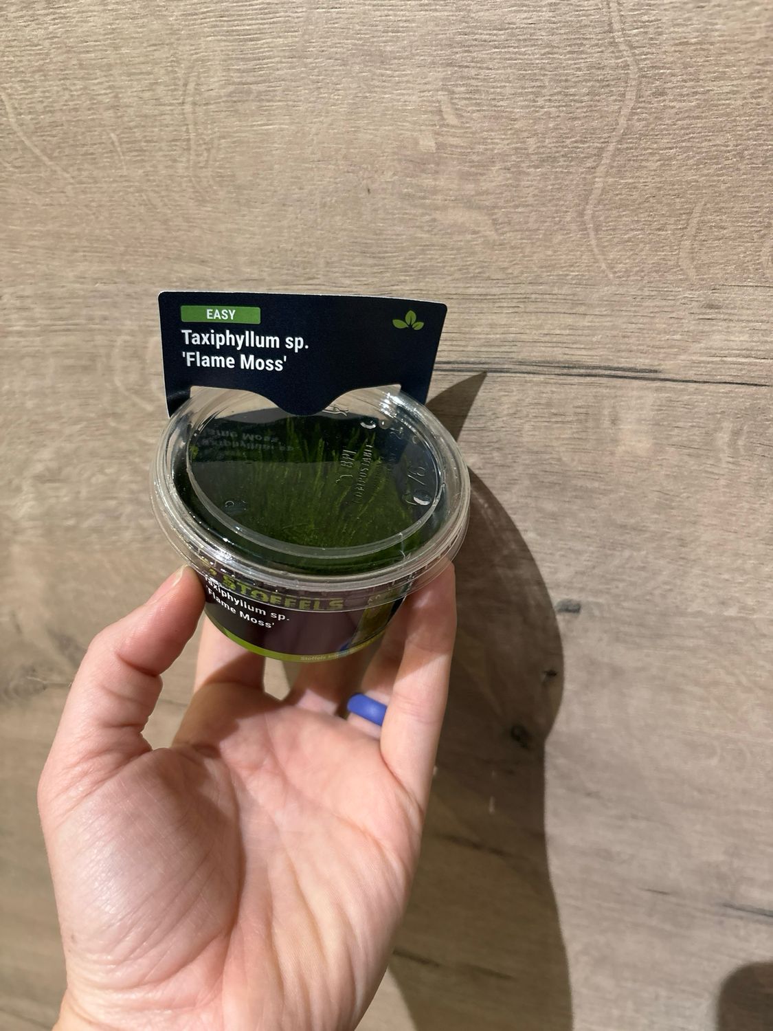 Taxiphyllum sp. &#39;Flame Moss&#39; (In-vitro)