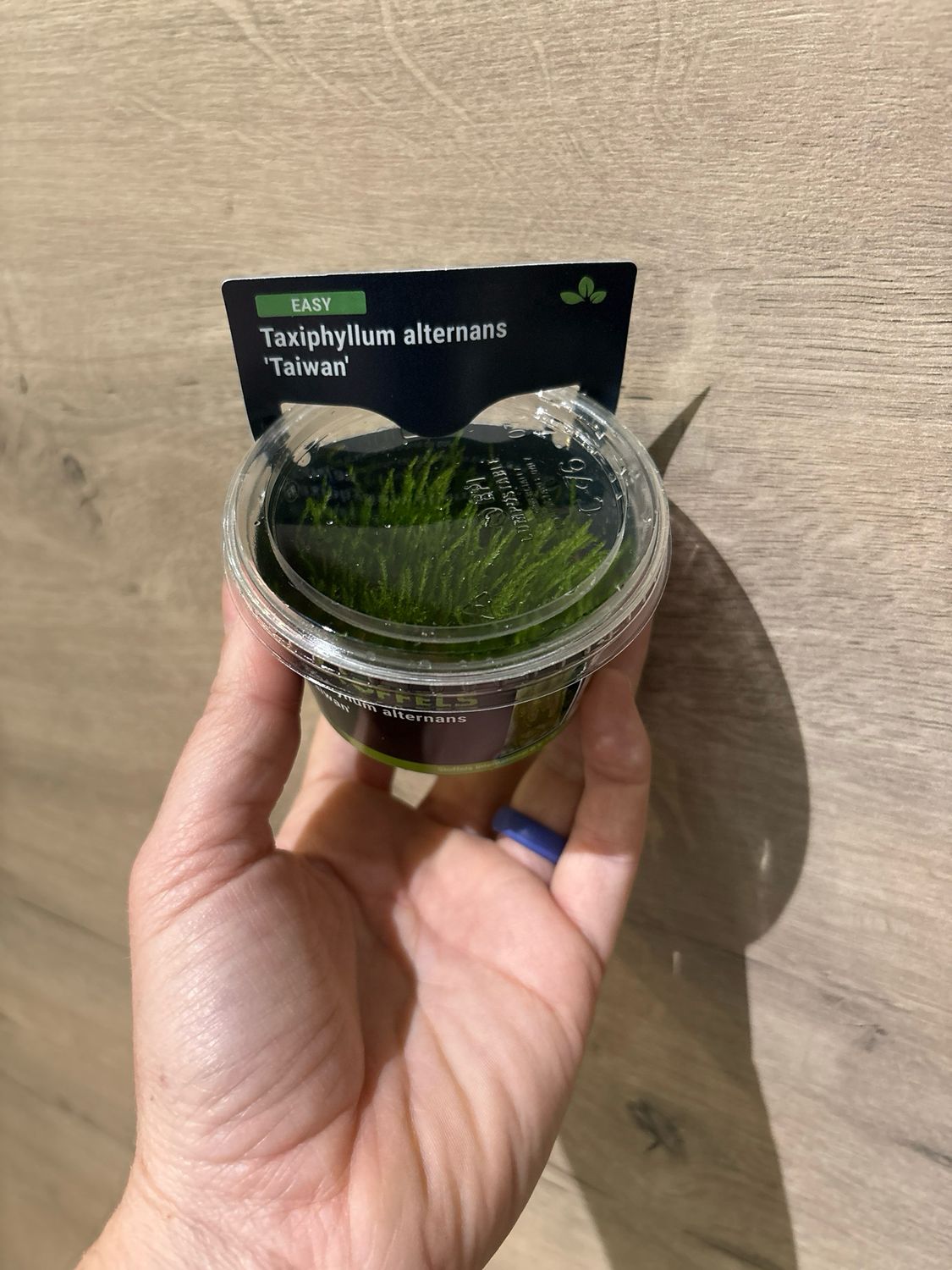 Taxiphyllum alternans &quot;Taiwan Moss&quot; (In-Vitro)