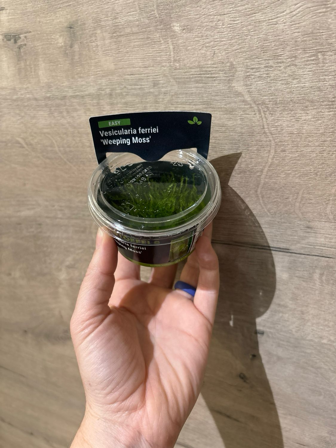 Vesicularia ferriei &#39;Weeping Moss&#39; (In-vitro)