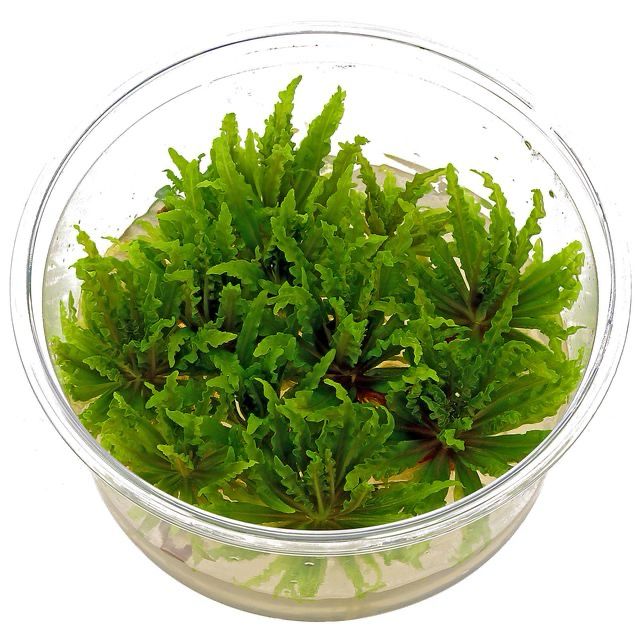 Pogostemon helferi (In-Vitro)