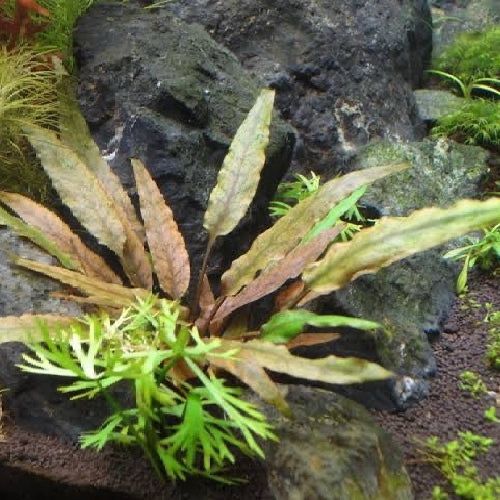 Cryptocoryne undulata ‘Red’