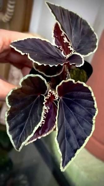 Darth Vader Begonia