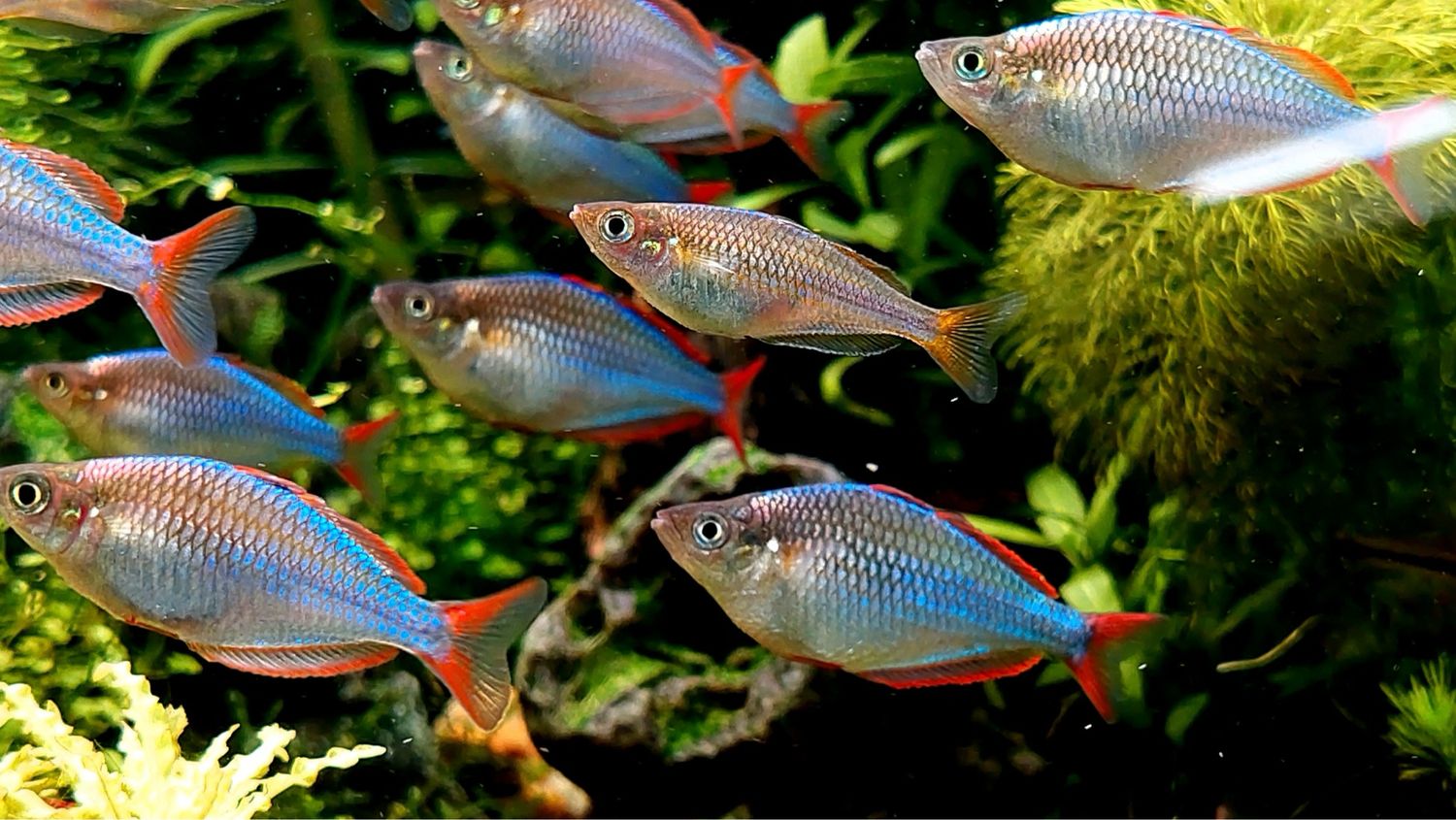 Neon Dwarf Rainbowfish