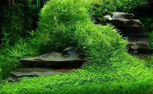 TC Utricularia graminifolia