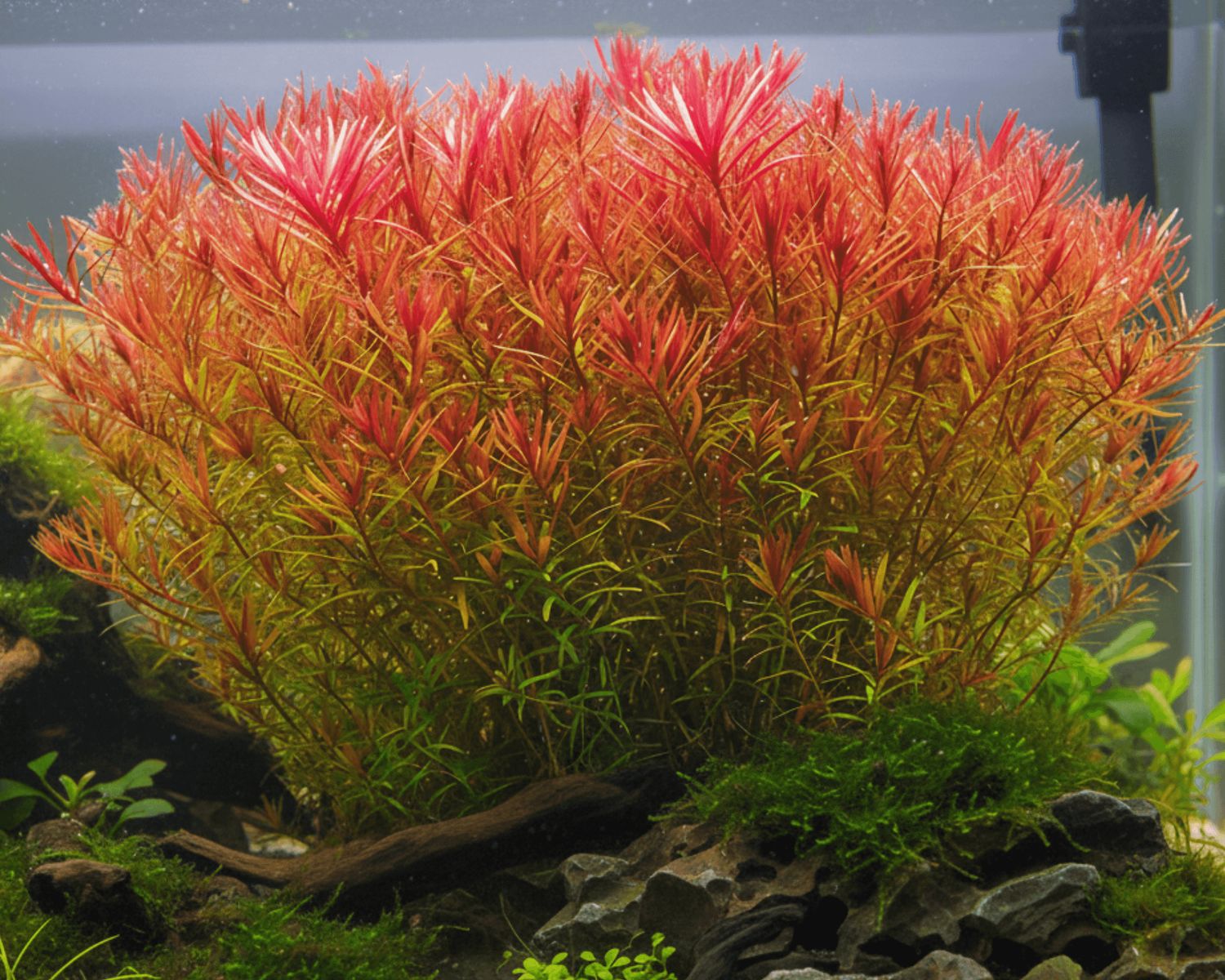 TC Rotala rotundifolia 'H'ra'