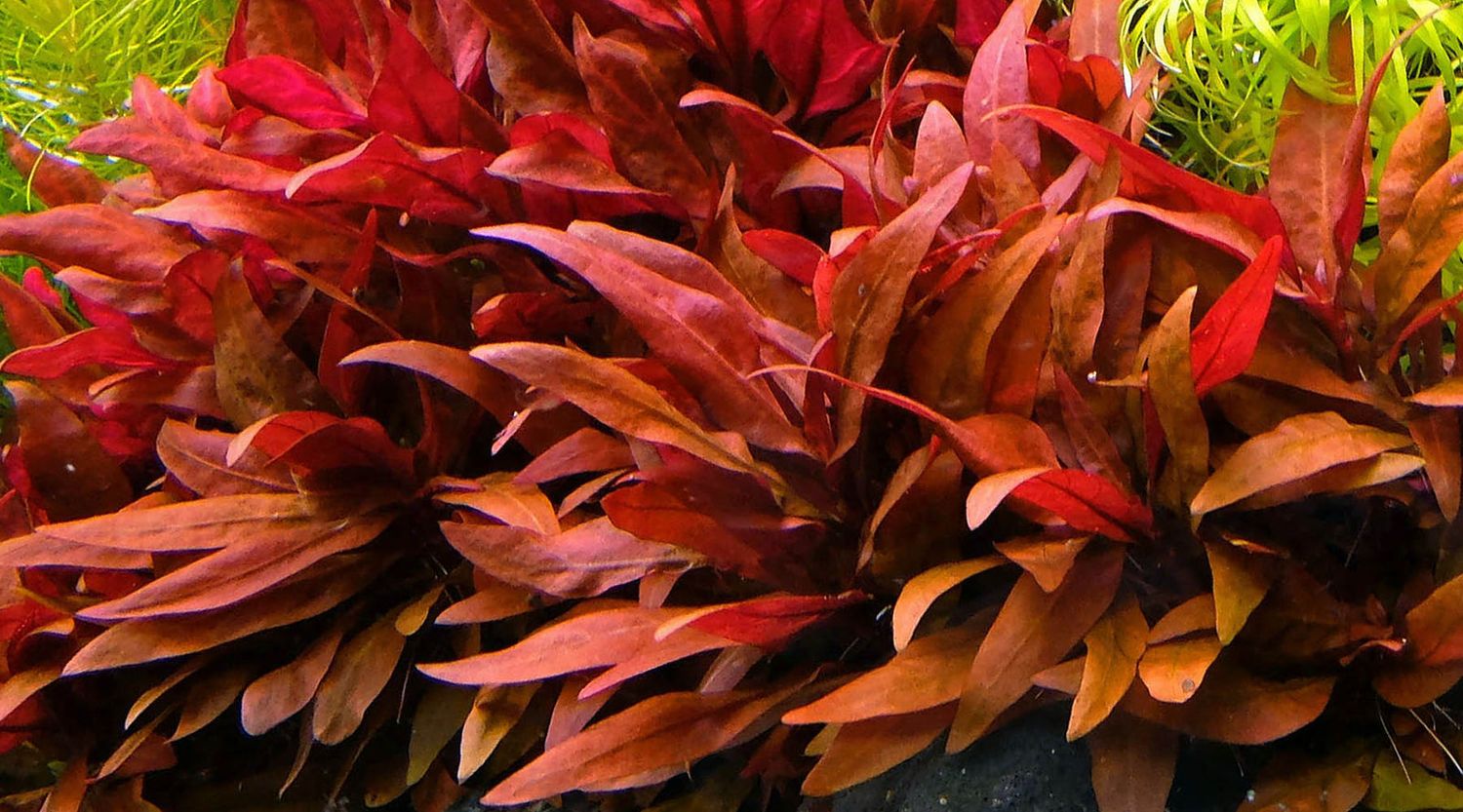 TC Alternanthera reineckii 'Rosanervig'