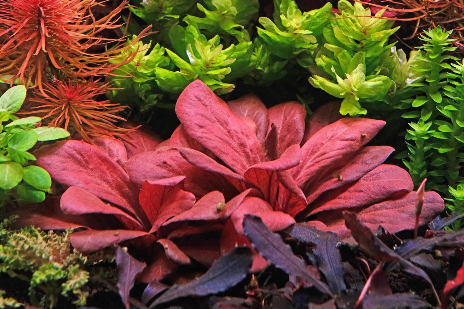 TC Lysimachia parvifolia (Samolus parviflorus red)