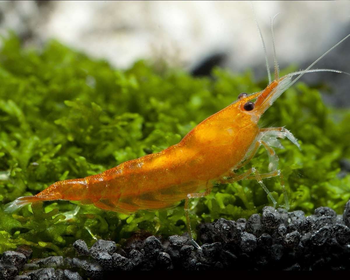 Orange Fire Pumpkin Shrimp