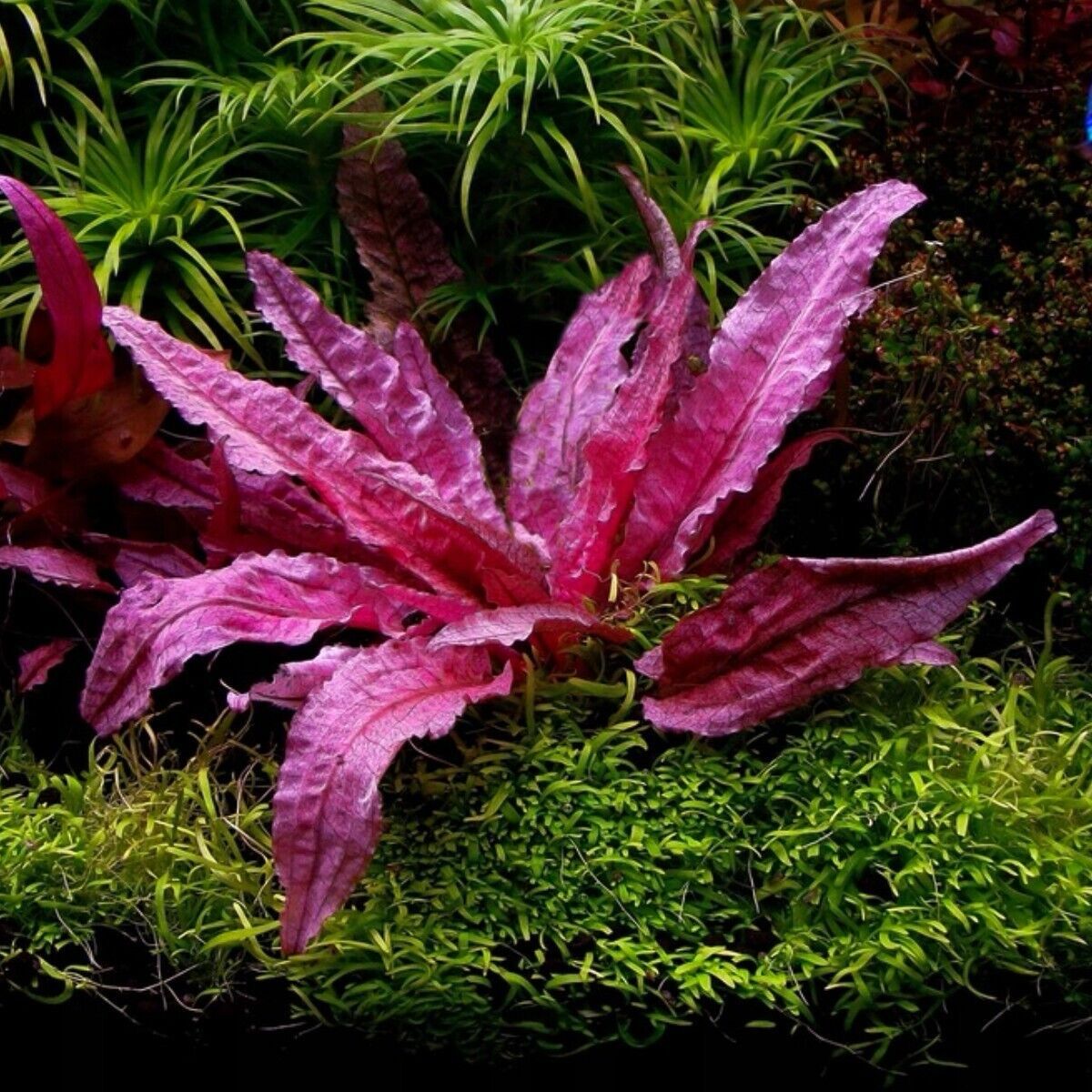 TC Cryptocoryne wendtii &#39;Flamingo&#39;