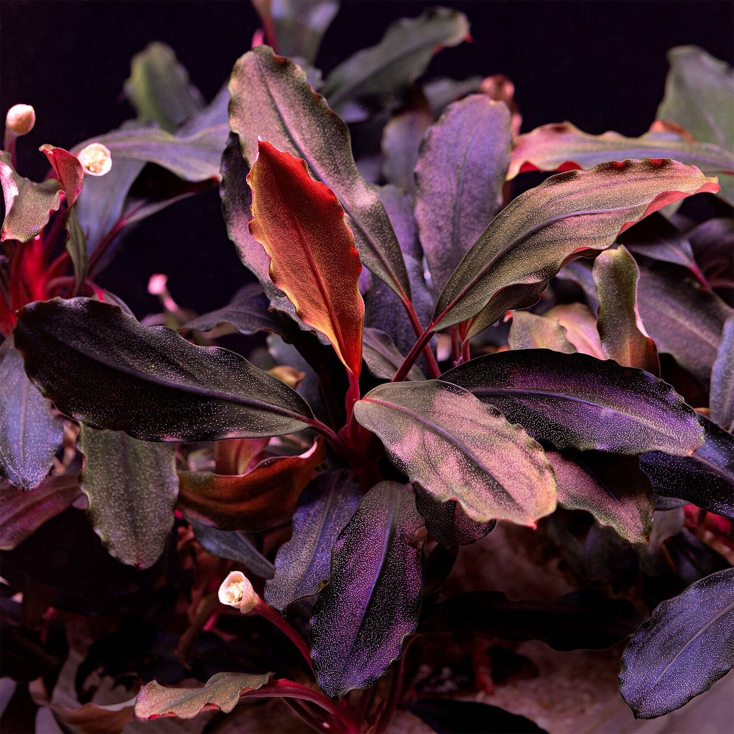 TC Bucephalandra sp. &quot;Brownie Ghost&quot;