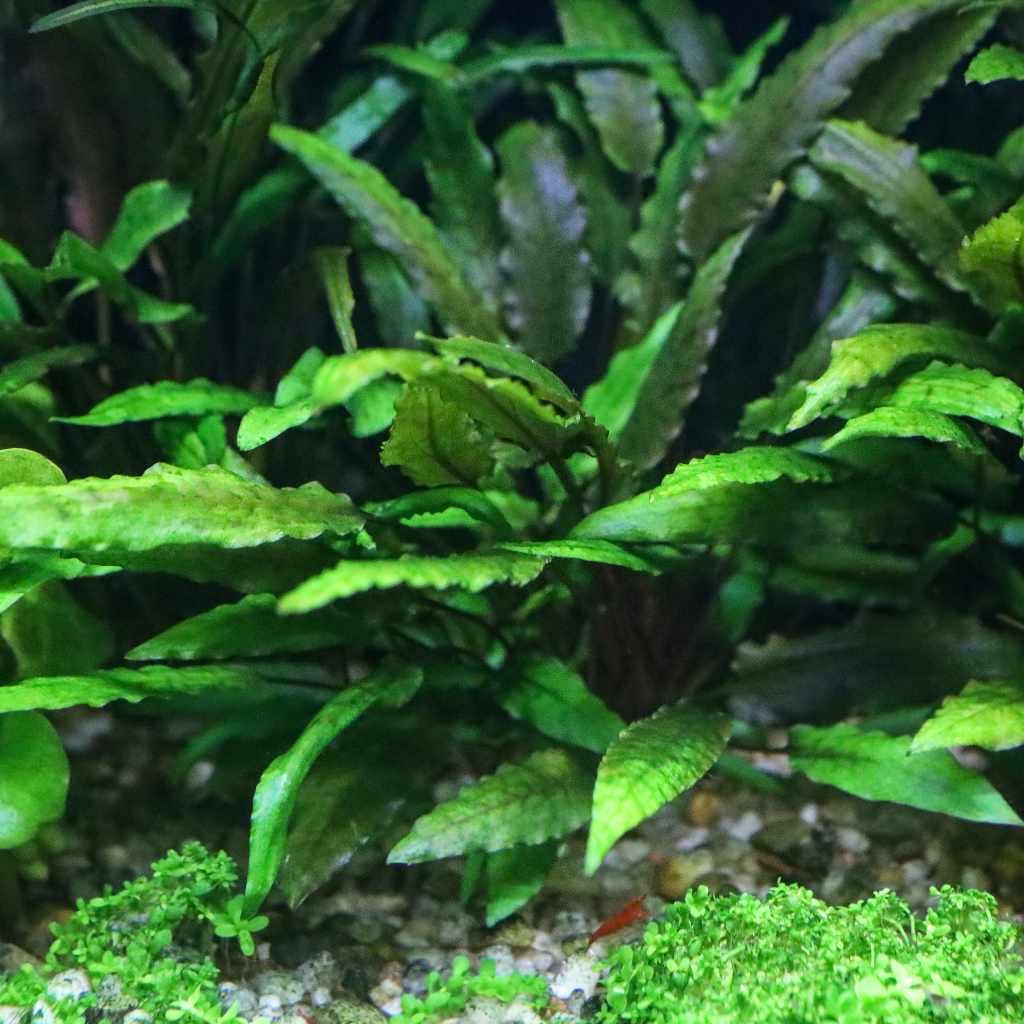 TC Cryptocoryne wendtii &#39;Green&#39;