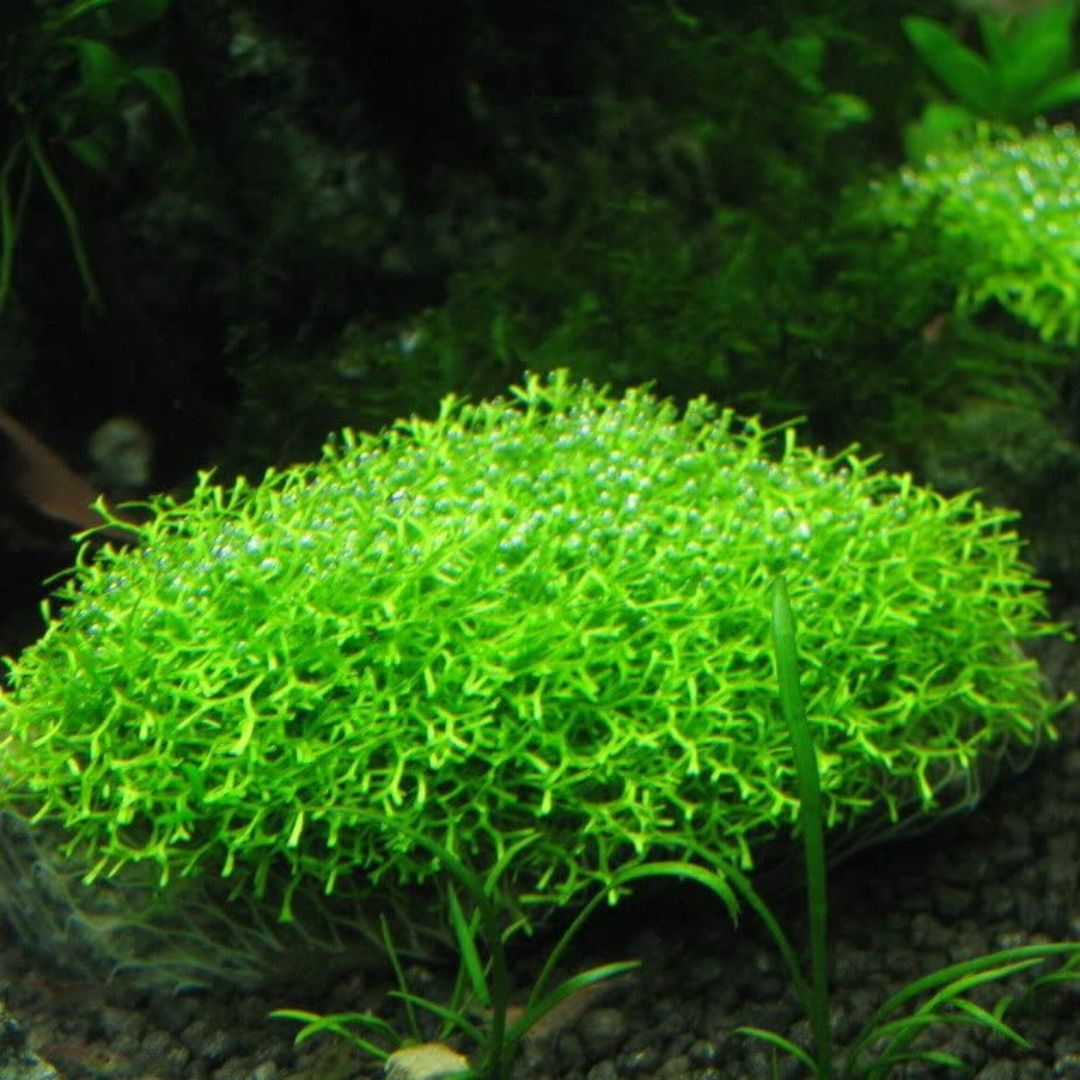 TC Riccia fluitans Moss