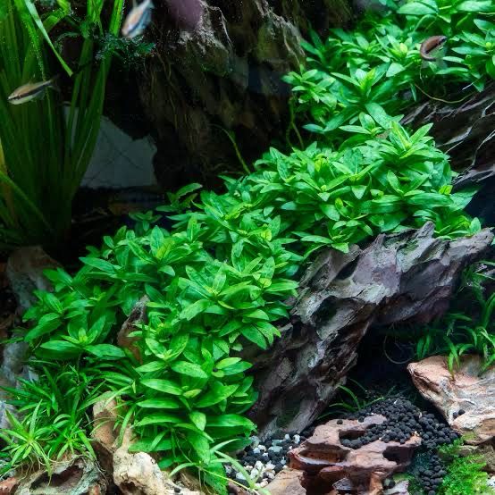 TC Staurogyne repens